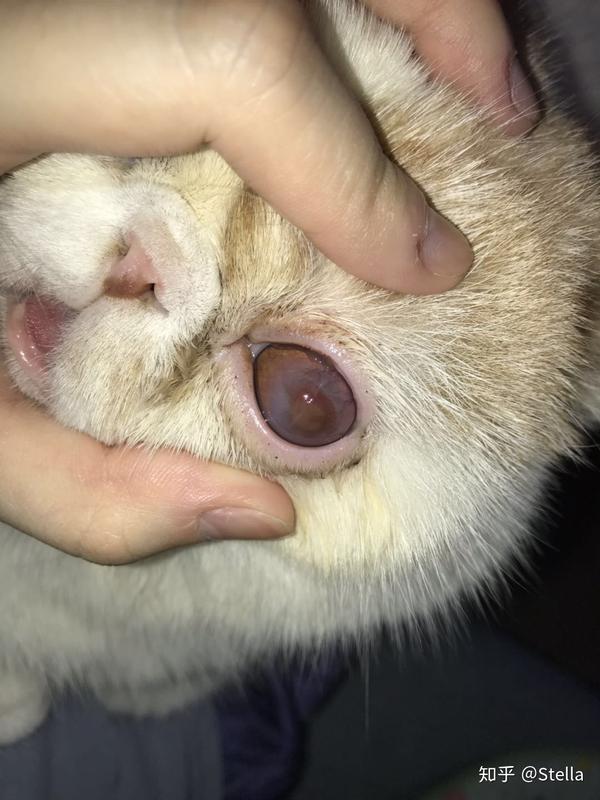 分享下猫咪结膜炎的治疗方法- 知乎