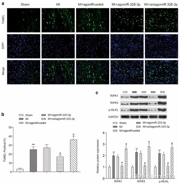 abmole-microrna-325-3p-ripk3