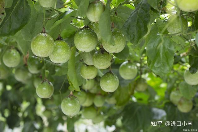 多香果中有哪些调味品