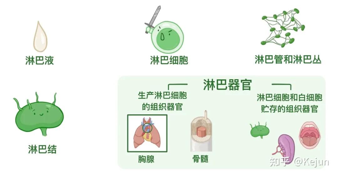 人体解剖学基础——淋巴系统篇 - 知乎