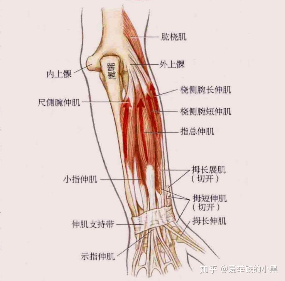 腕關節有哪些活動形式這些運動形式的主動肌和拮抗肌都有哪些