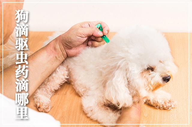 狗滴驱虫药滴哪里