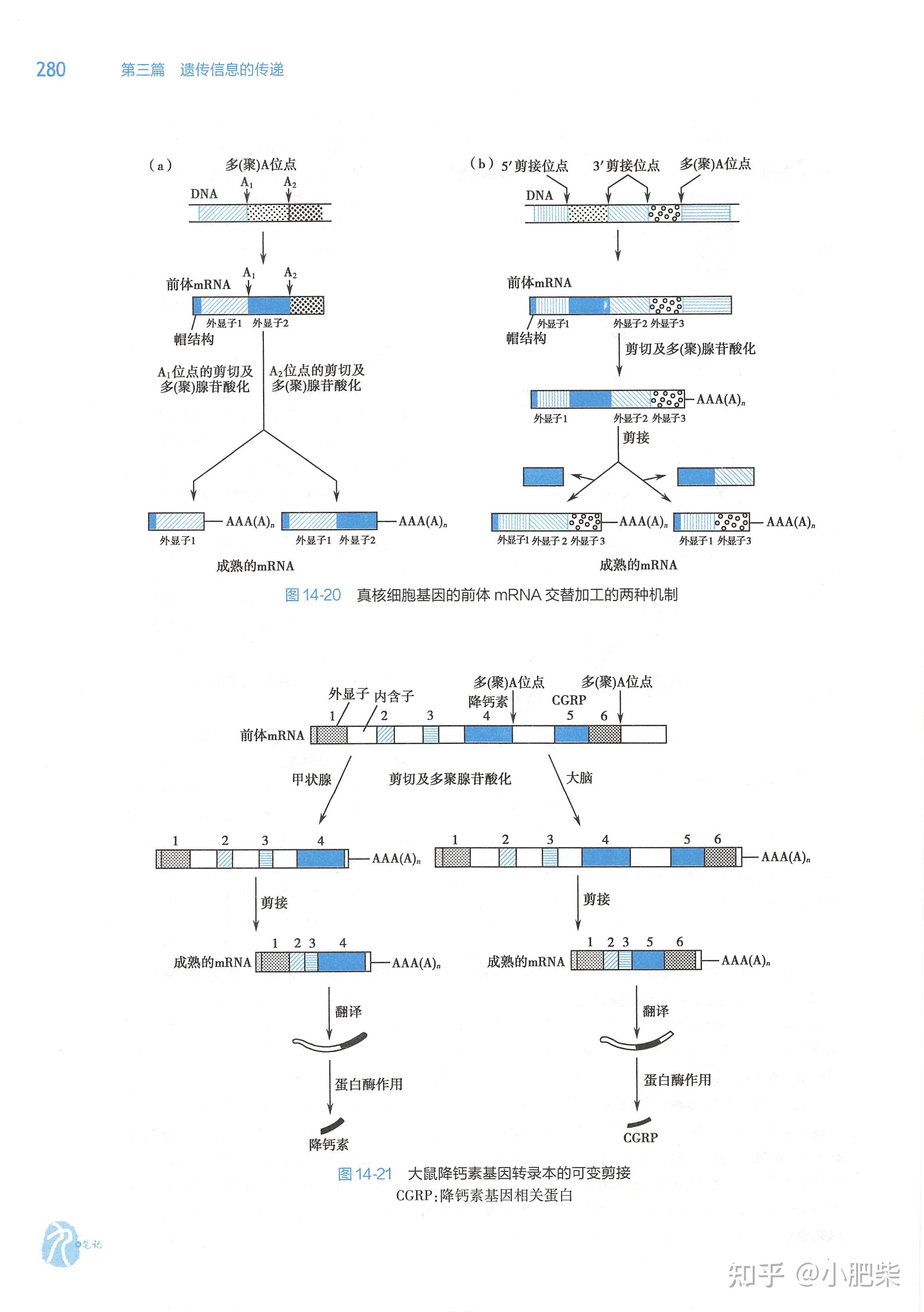生化课本带读-第十四章 RNA合成(转录) - 知乎