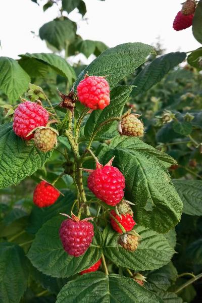 中国又一项世界第一在悄悄滋长——覆盆子变身"富盆子",产业前景蔚为