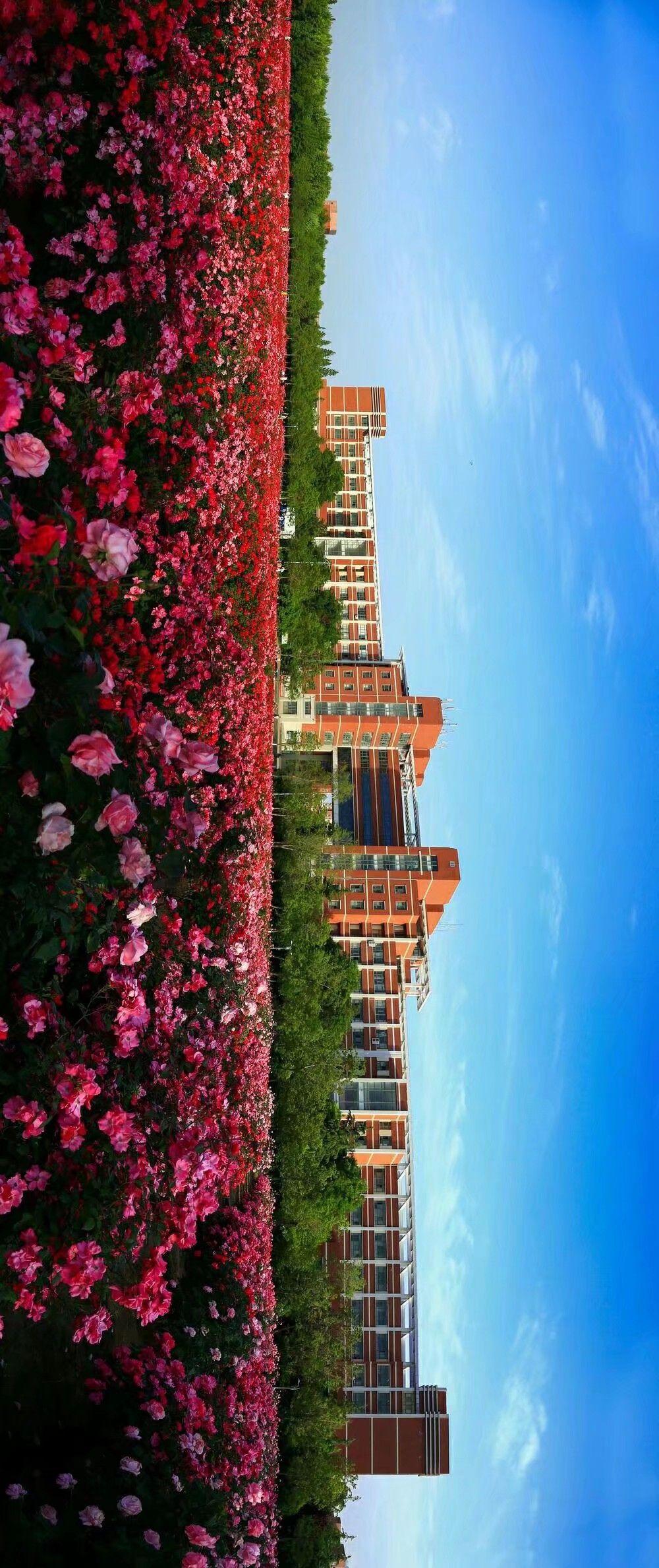 山东科技大学青岛校区真的有那么差吗