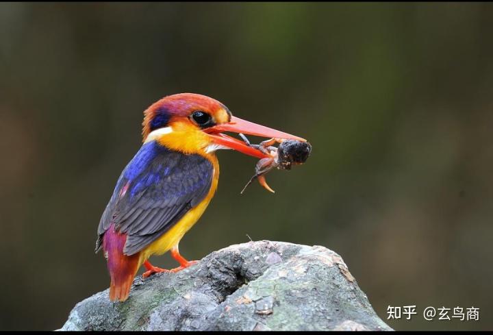 山海经大荒西经图文版分段(四十八)鸀鸟