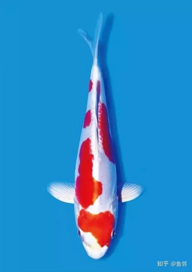 不是菊花哦有种锦鲤叫菊水