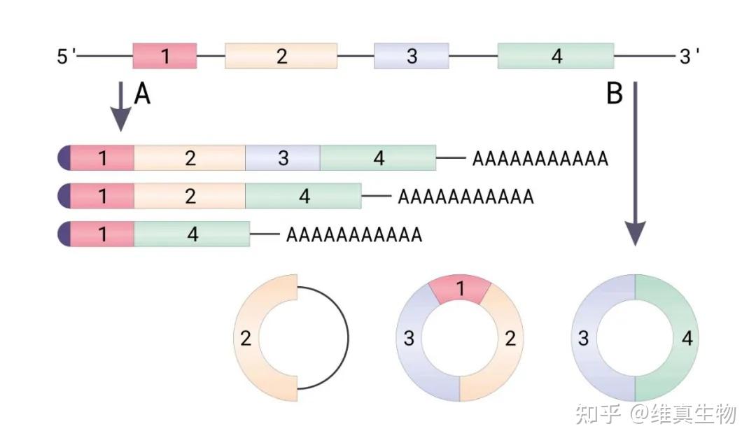 『环状rna』关于环状rnacrirna的超详细介绍来了 知乎 1223