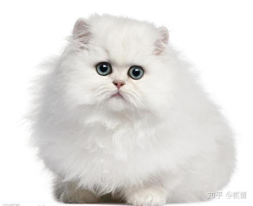 每天带你了解一种猫 波斯猫 知乎