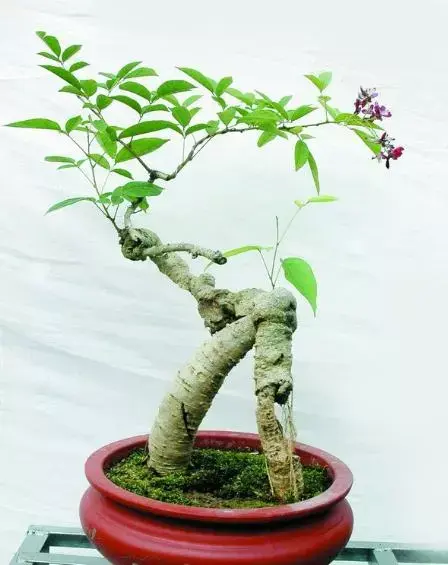 也有灌木,稀有乔木,作为观赏盆景一般为豆科崖豆藤属灌木,这类鸡血藤