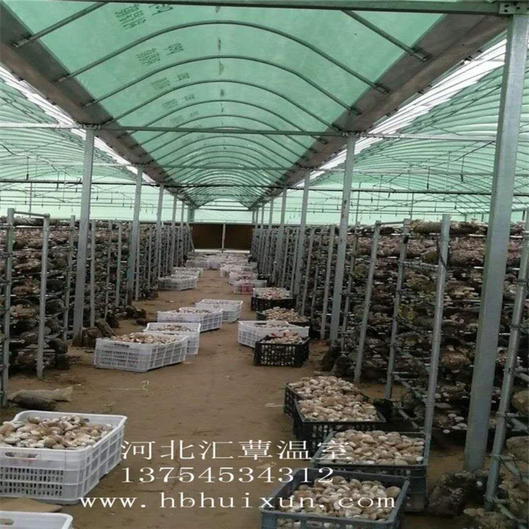 8月26日，在西峰区温泉镇刘店村食用菌种植棚里，村民正在采摘、分拣、称重、拉运香菇。 - 庆阳网