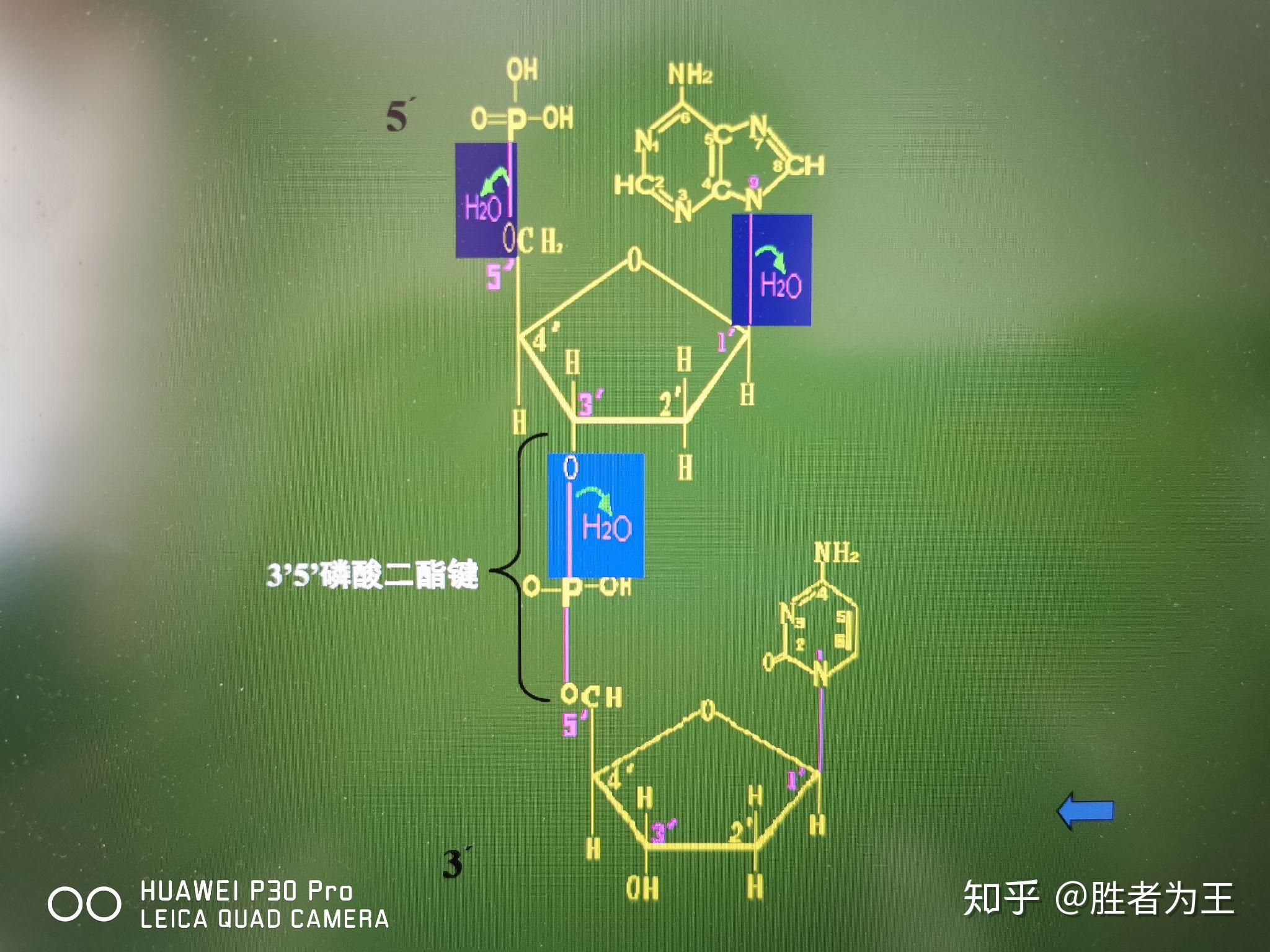 pcr是什么意思图片