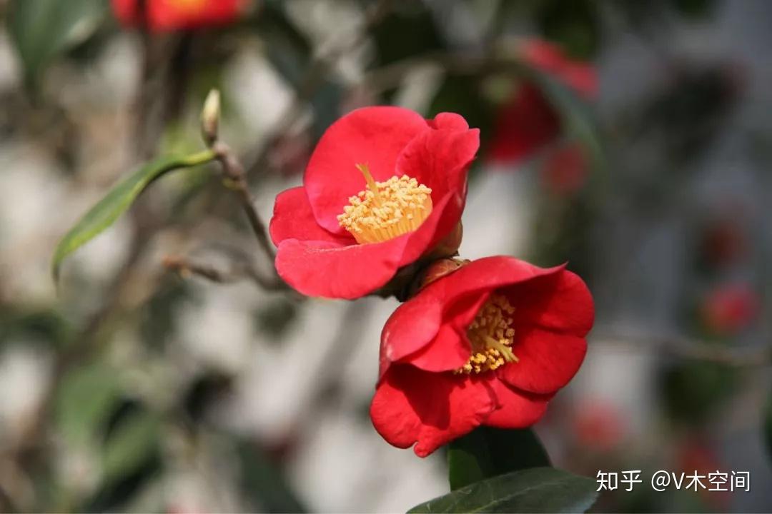 网红重庆最美市花灿红如火雪中开的山茶花