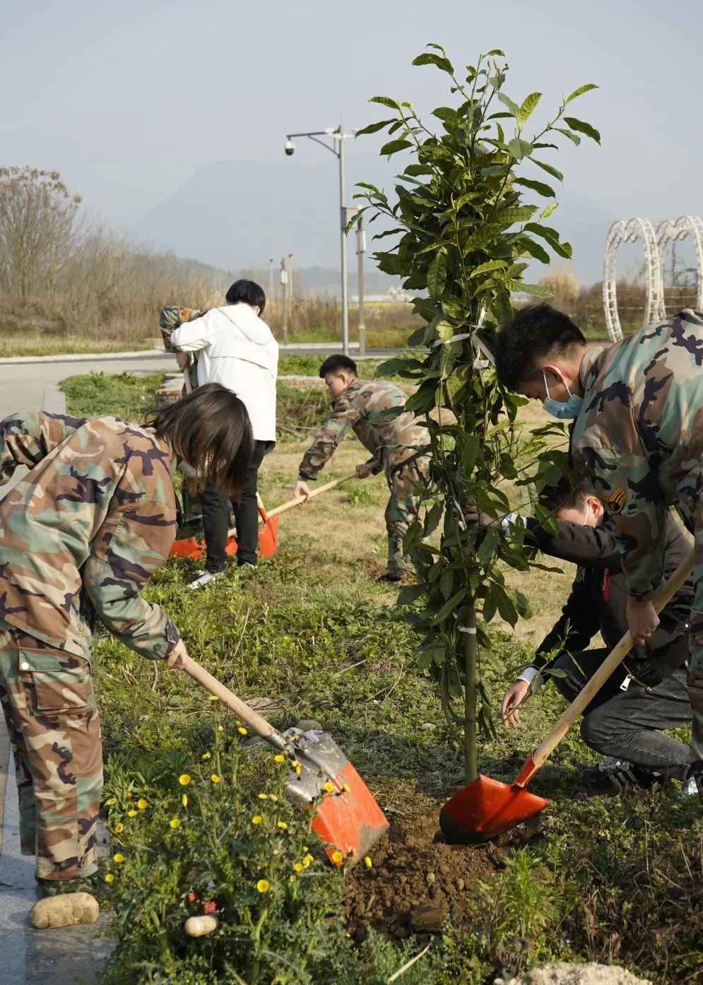 绵飞校植树节 在春天的云底下 栽种明天的芳华 知乎