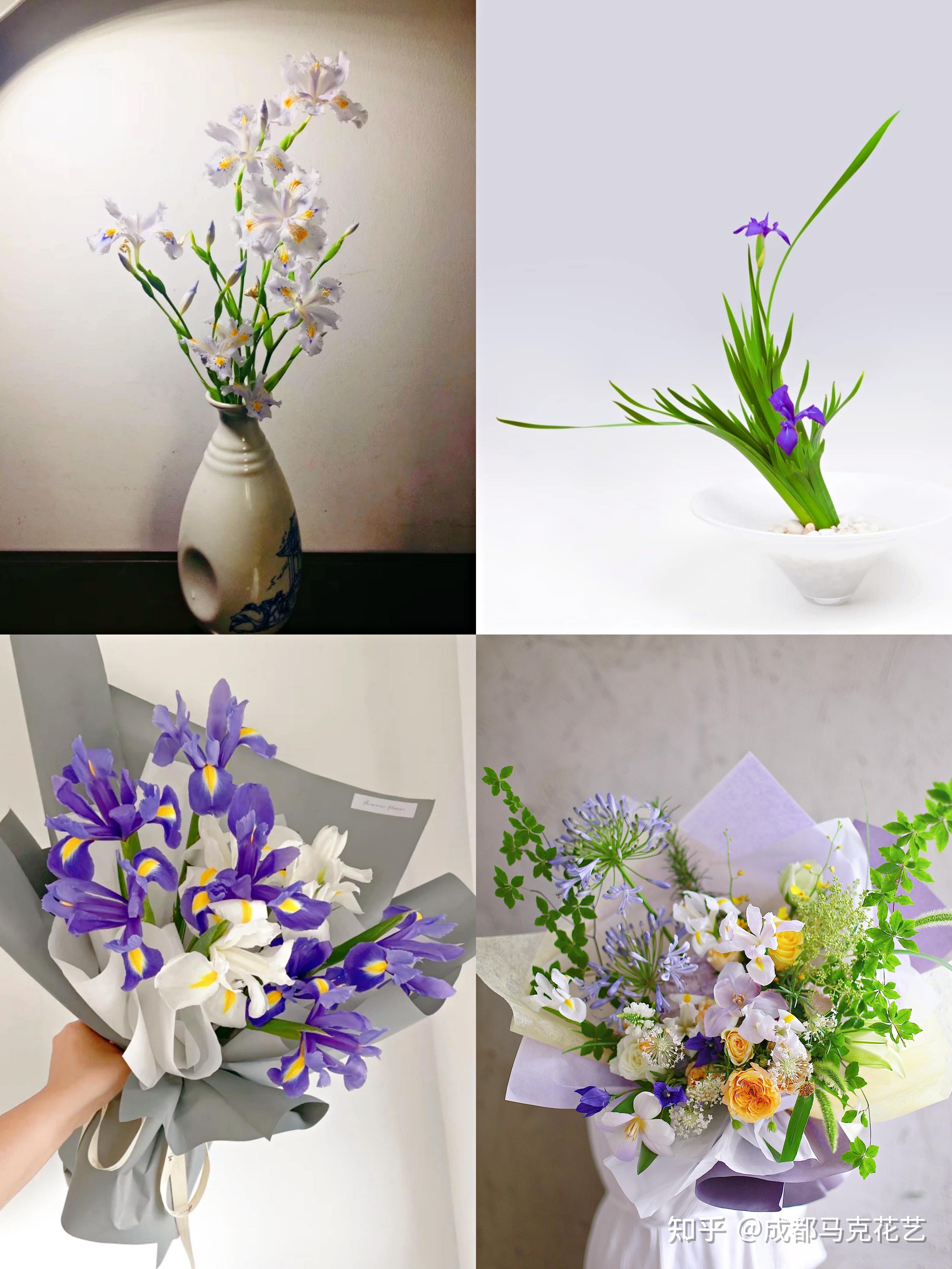鸢尾鲜切花的种类介绍|花艺培训|花材认识 - 知乎