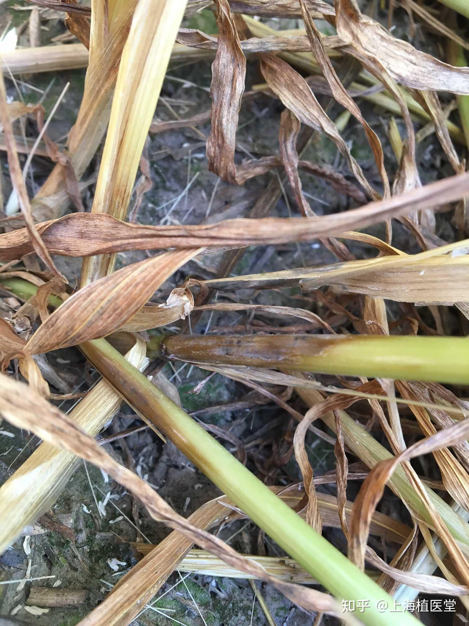 病虫害科普丨小麦纹枯病的危害与防治