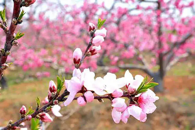 民间故事有个小村庄名叫四姑娘村