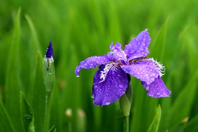 矮紫苞鸢尾的文化背景以及花语:彩虹