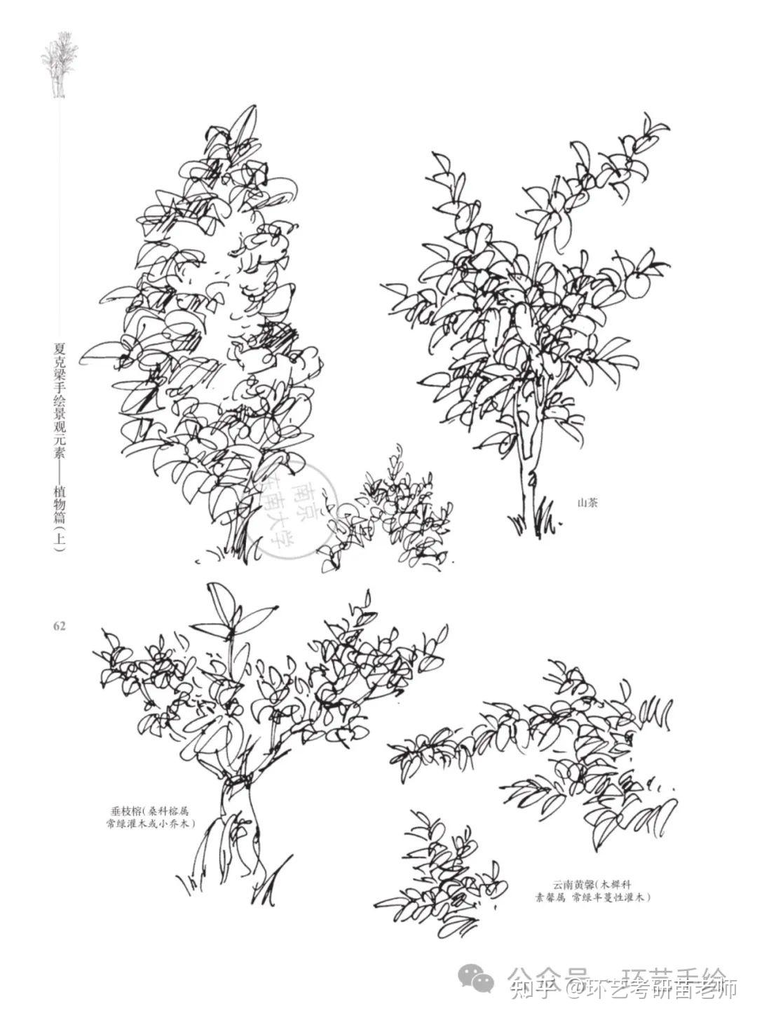 景观植物手绘及名称图片