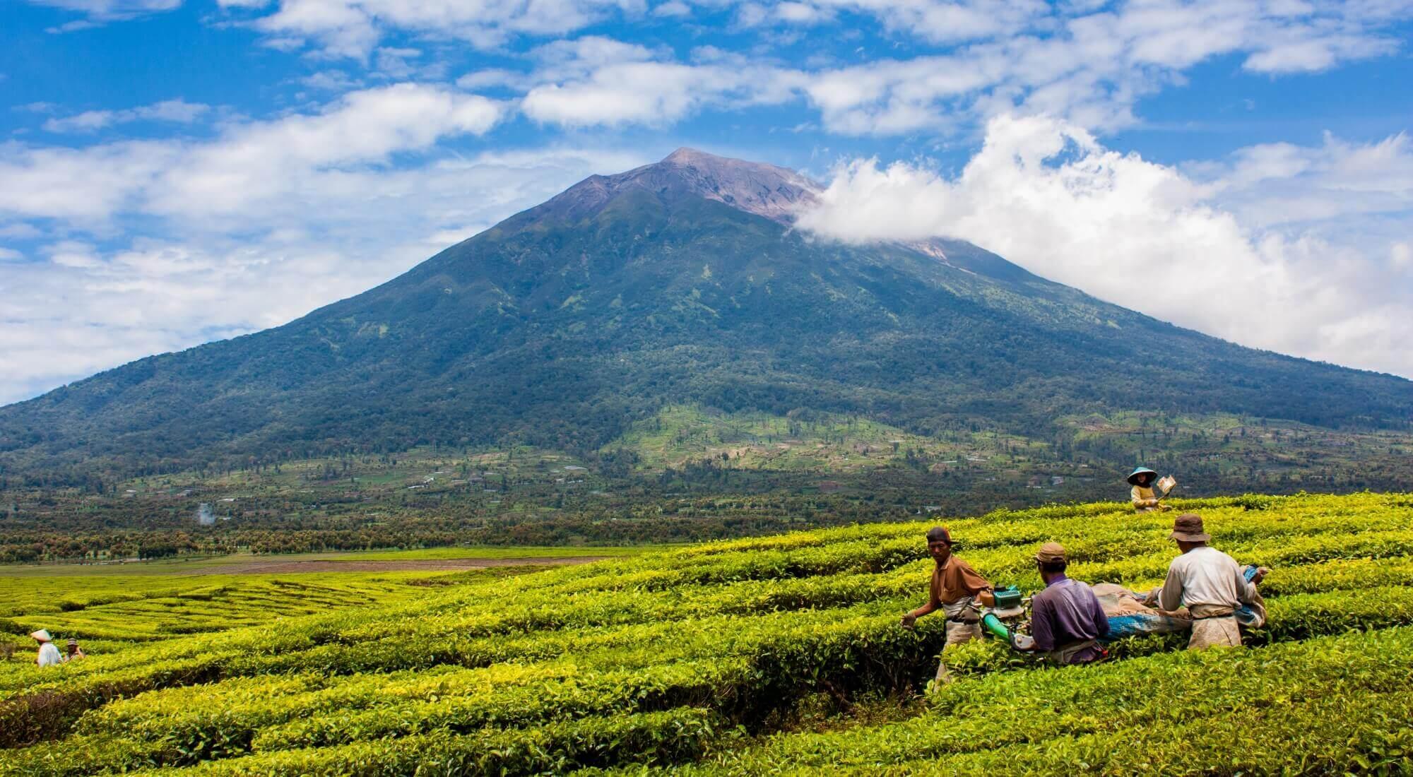 苏门答腊岛上的火山不多,所以这里的土壤不够肥沃,耕地稀少,人口不多