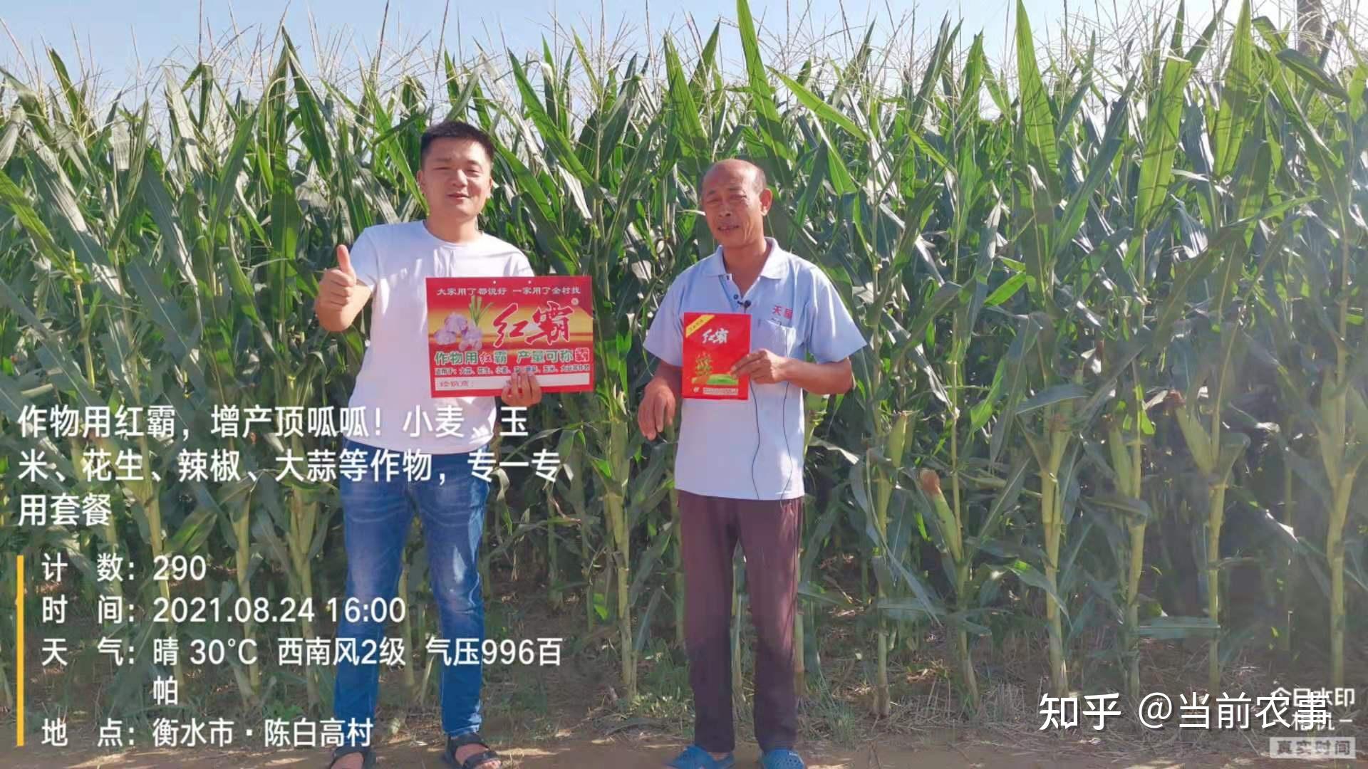 玉米锈病黄叶叶斑病效果好的药红霸增产套餐一套全搞定