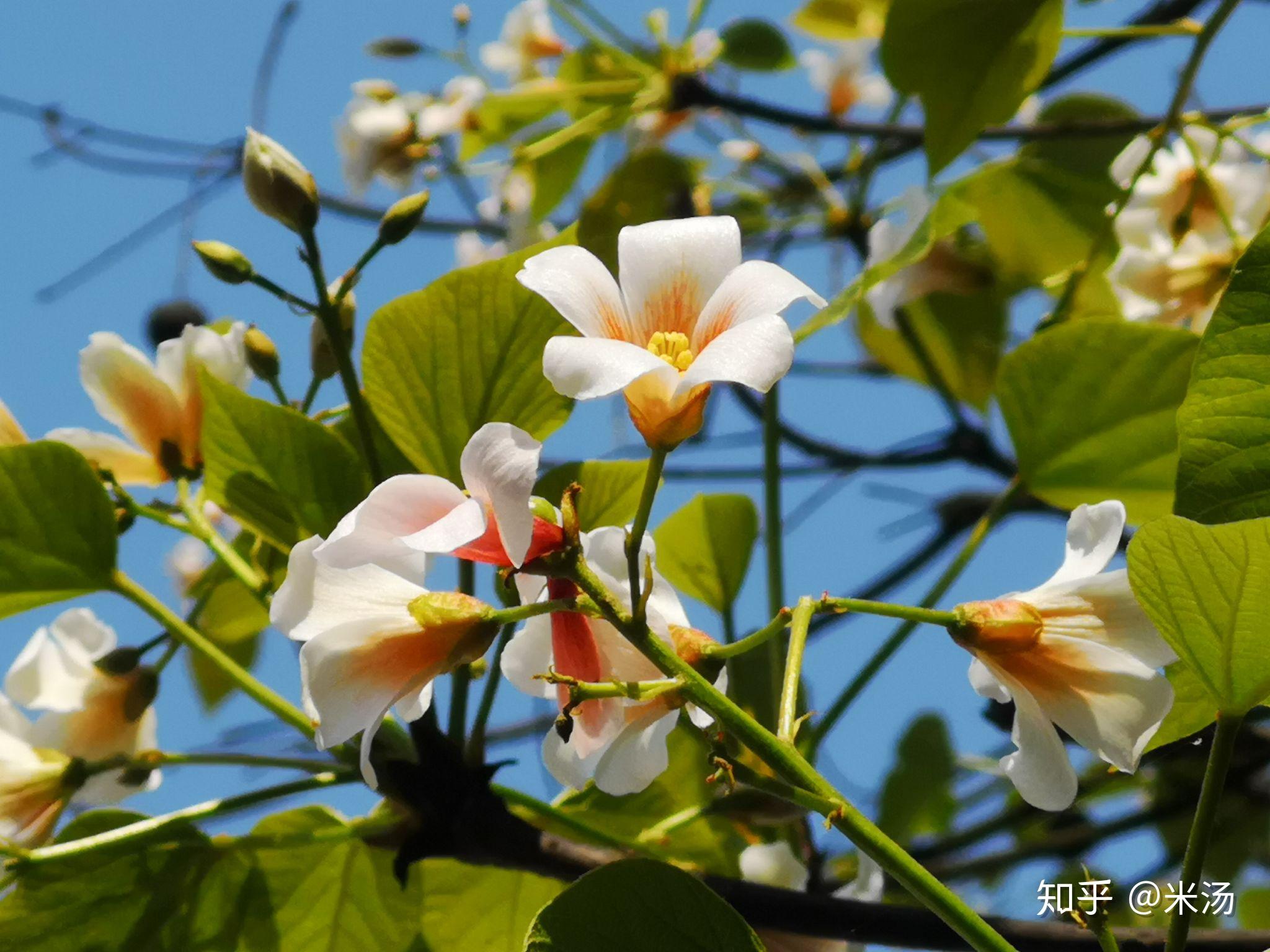 桐花- 知乎