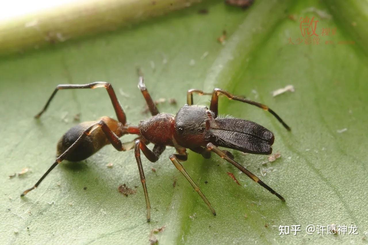 八条腿的虫子图片图片