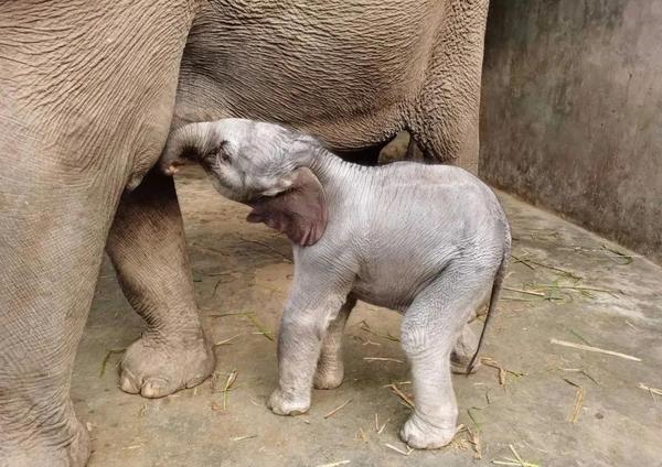 我是怎么开始养大象的(之一)