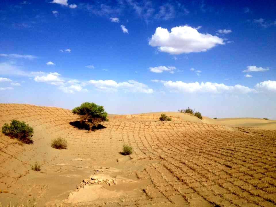 土地沙漠化治理图片图片