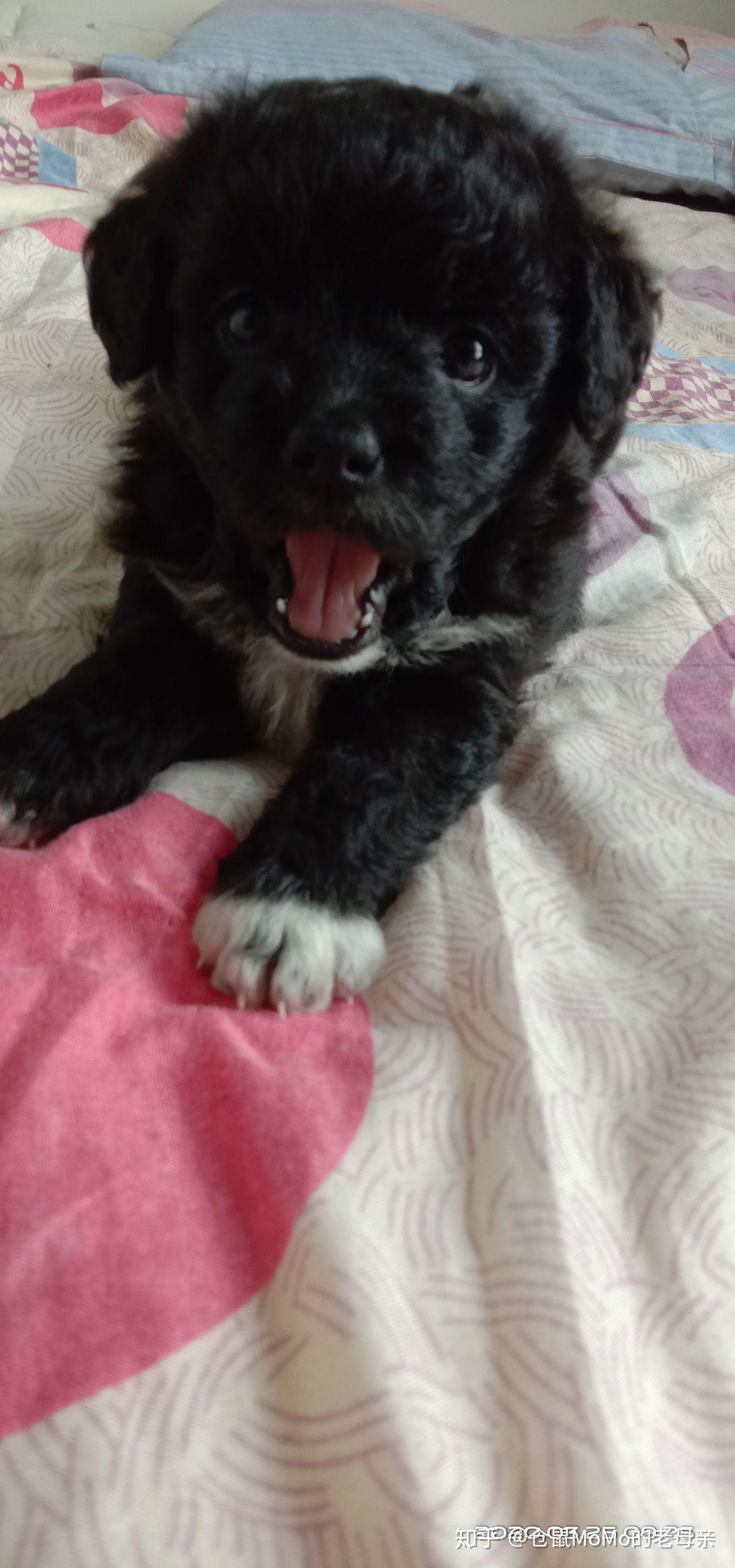 为什么黑犬四爪白尾巴有白毛都说不吉利,边境也是这样毛色却没有人说