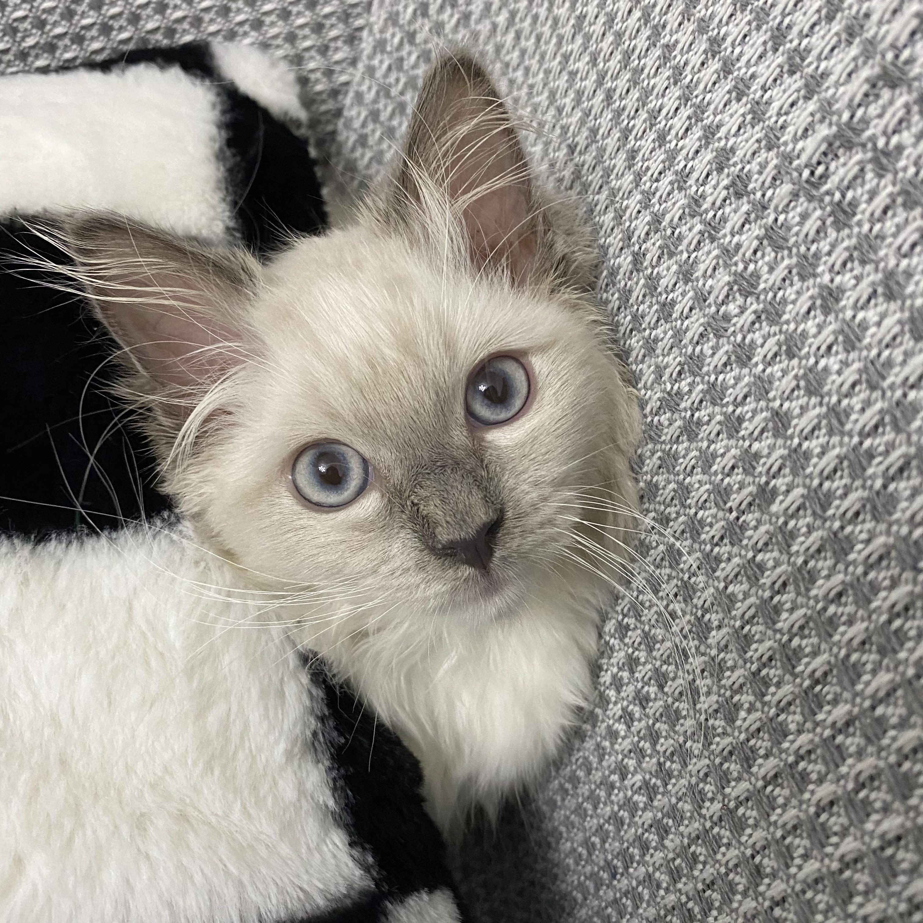 这只3500的布偶猫可以吗?