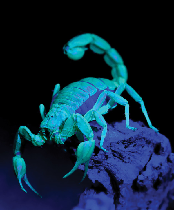 这是由于蝎子要通过月光光线中紫外线的强弱,来判断当前的亮度是否