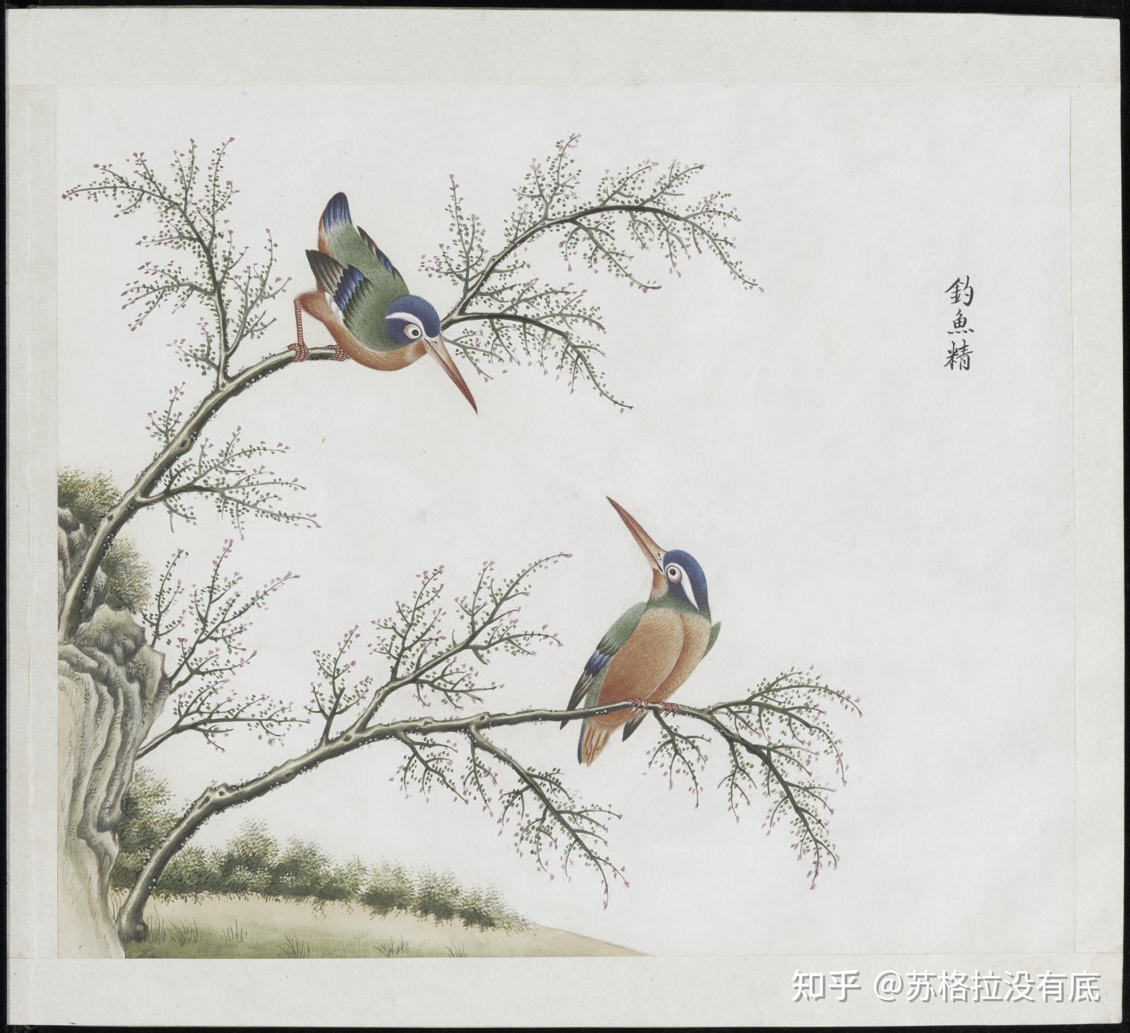各样花草鱼鸟虫图册——各样鸟雀图册 - 知乎