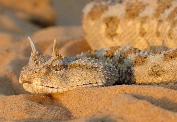 鳄形龙与蛇形龙的演变