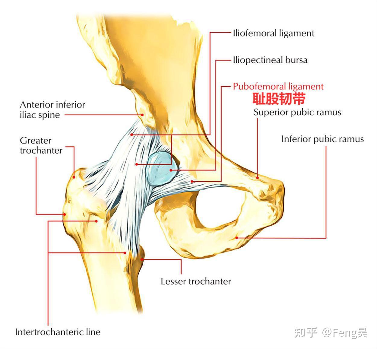 (2)耻股韧带:位于关节囊下部,呈三角形,起自髂耻隆起,耻骨上支,闭孔膜