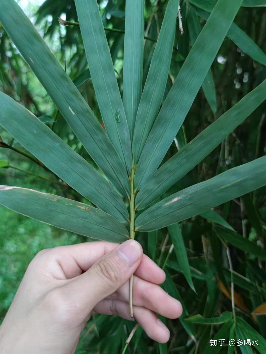 孝顺竹话二十四孝之哭竹生笋