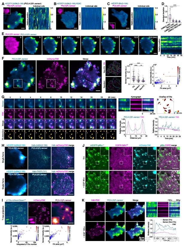 Molecular Cell：PI3K-PI(3,4,5)P3-AKT信号时空调控新机制 - 知乎