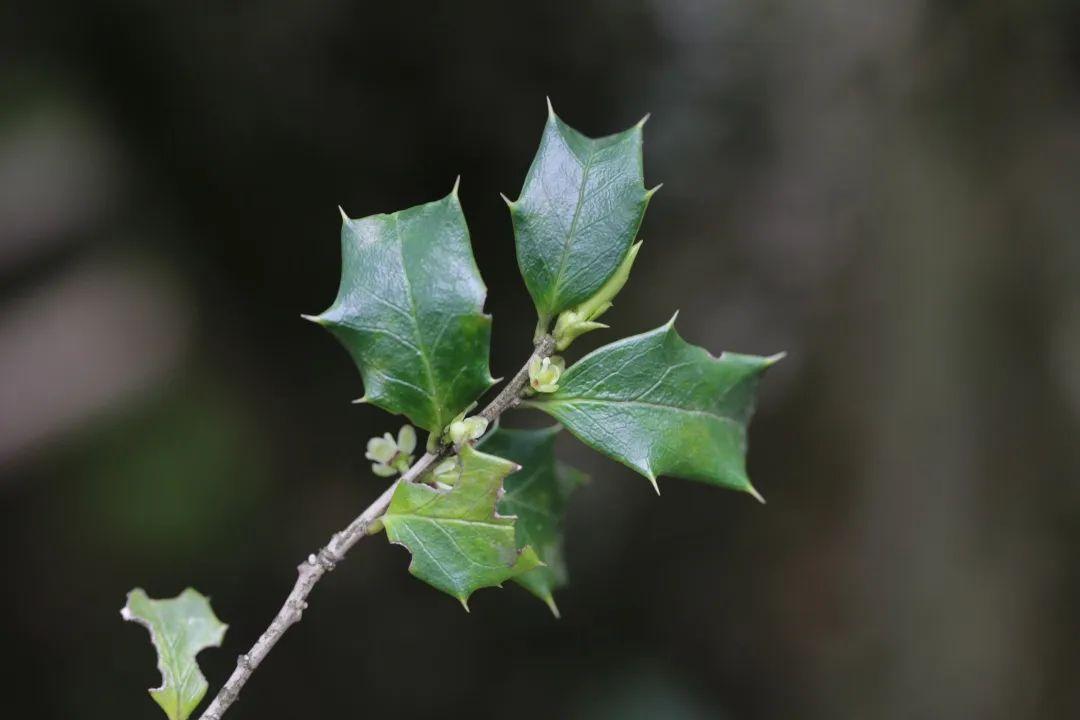 有些姓氏本身与植物相关