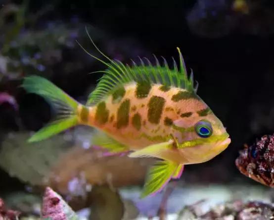 花斑海金鱼,颜色非常的迷人,被称为"热带夕阳".