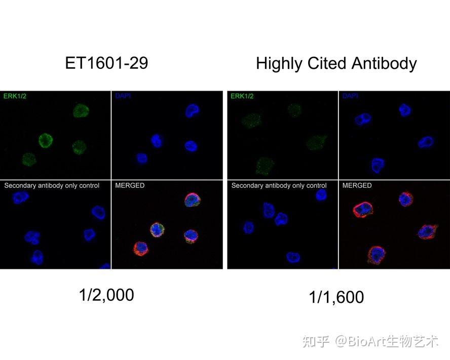 2 jurkat cell lysatelane 3 hepg2 cell lysatelane 4 nih/3t3