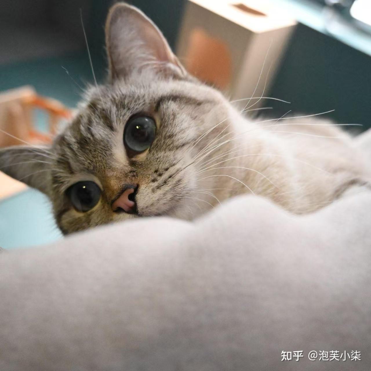 开猫咖2年,偷偷告诉你养猫不臭的秘诀!! - 知乎