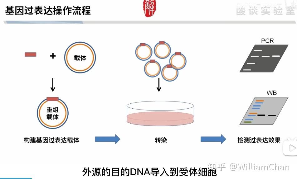 看一个B站视频学习基因过表达-学习笔记 - 知乎