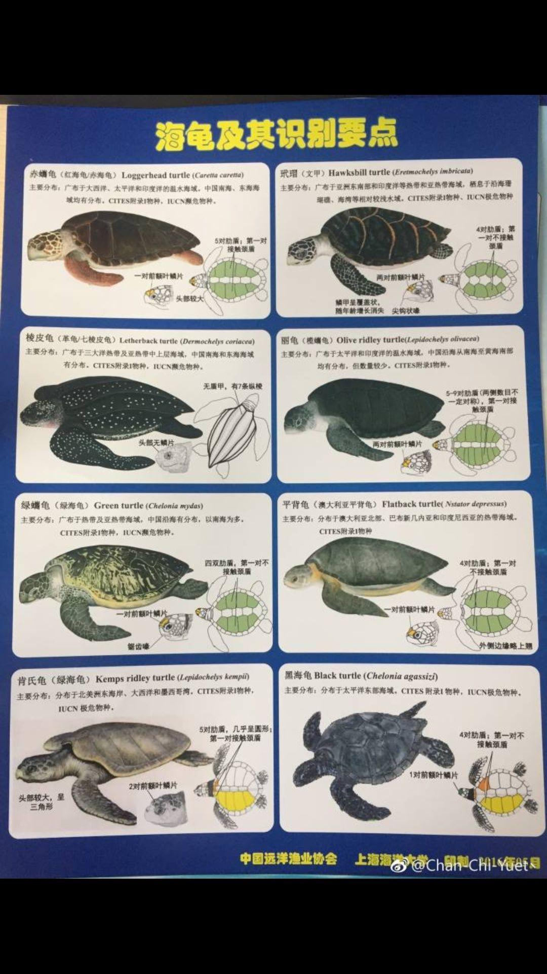 如何区分玳瑁,红海龟,绿海龟,棱皮龟等各种海龟? - 知乎