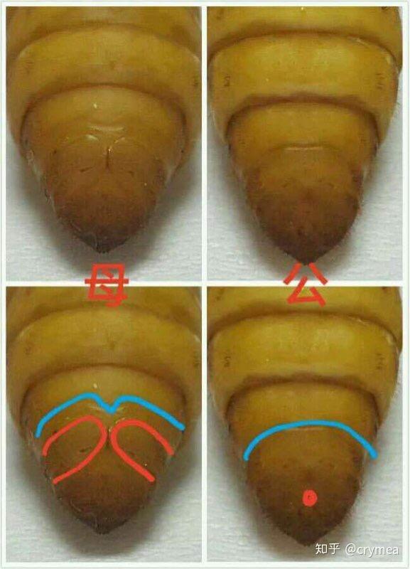 黄金螺雌雄分辨图图片