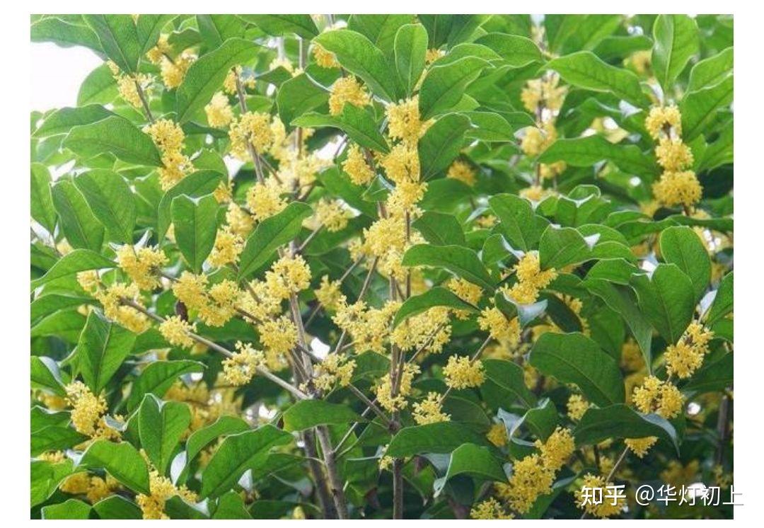 描写桂花的段落(描写桂花的段落150)