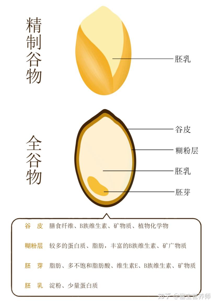 全谷物是指谷物粮食在加工的过程中仅仅脱去了种子最外层不不利于健康