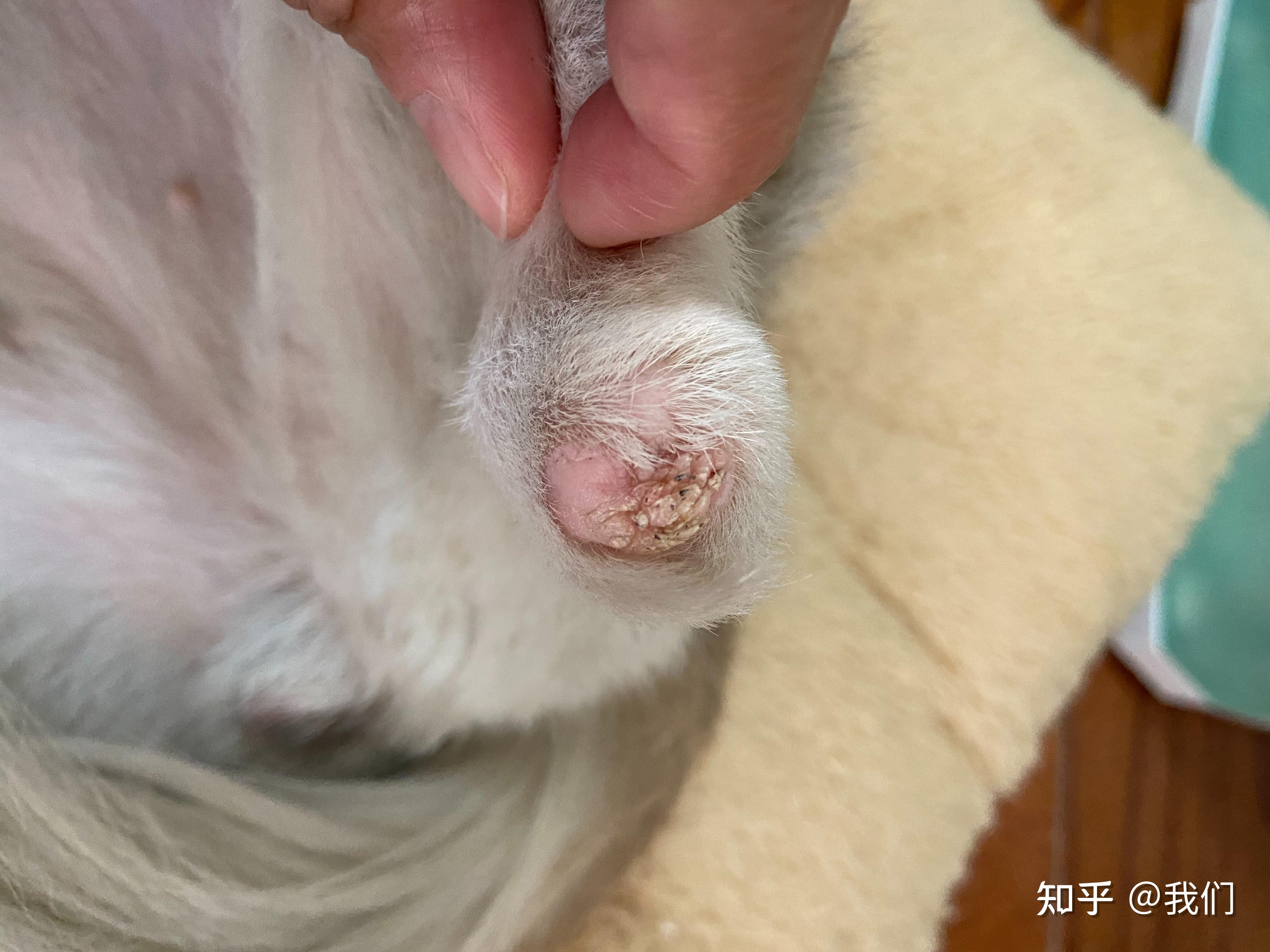 狗断掌之后伤口长毛刺求宠物医生大神义诊