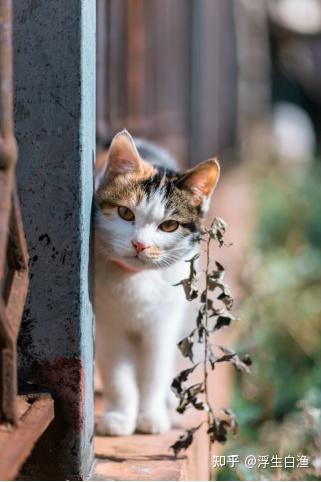 中华田园猫5大猫：狸花猫、奶牛猫、橘猫、黑猫、三花猫- 知乎