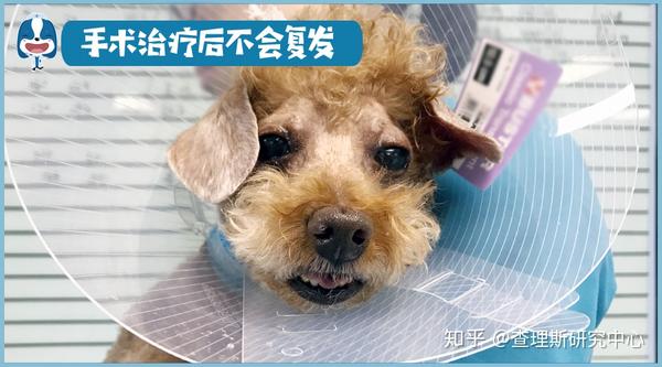 宠医大咖说 关于犬猫白内障 你想知道的都在这儿了 知乎