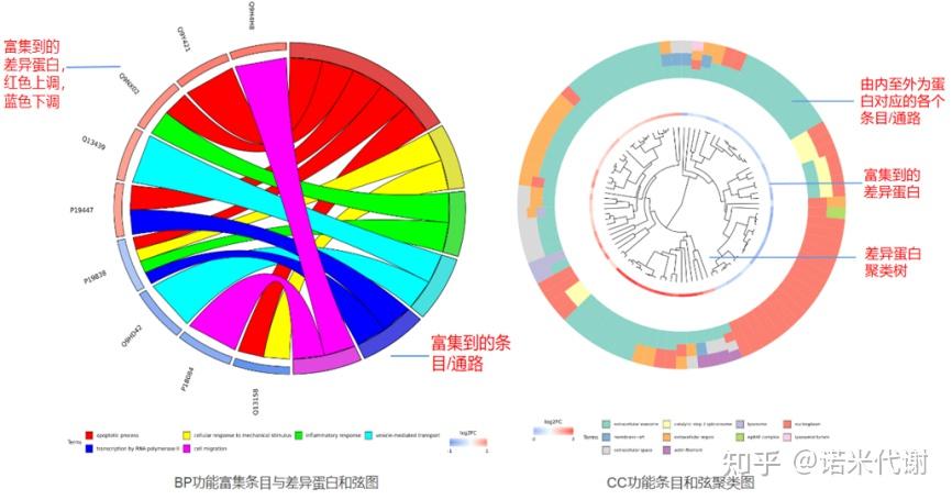 快速上手 | 选择非标记还是标记蛋白？从“结果”看“本质” - 知乎